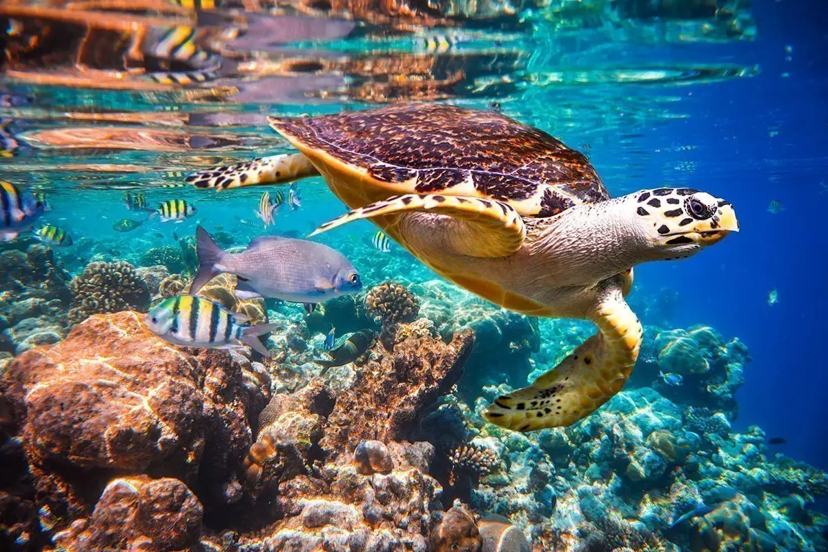 Hawksbill Turtle, Maldives Islands