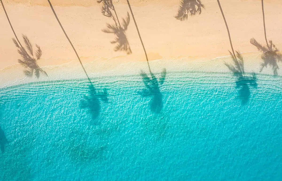 Beach palm trees on the sunny sandy beach and turquoise ocean